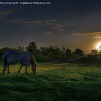 Buy canvas prints of Dawn's Embrace: Birtle's Lone Horse by Derrick Fox Lomax