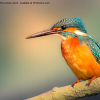 Buy canvas prints of Kingfisher perching by Derrick Fox Lomax