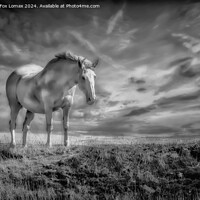 Buy canvas prints of White horse in the fields by Derrick Fox Lomax