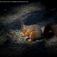 Buy canvas prints of Red Squirrel by Derrick Fox Lomax