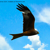 Buy canvas prints of Red Kite by Derrick Fox Lomax