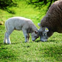 Buy canvas prints of  young lamb in summer by Derrick Fox Lomax