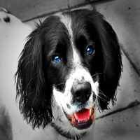 Buy canvas prints of  Cooper the springer spaniel by Derrick Fox Lomax