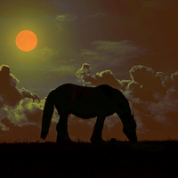 Buy canvas prints of Horse on the hill by Derrick Fox Lomax