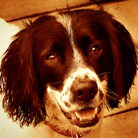 Buy canvas prints of  cooper the springer spaniel by Derrick Fox Lomax