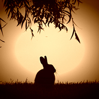 Buy canvas prints of  evening bunny by Derrick Fox Lomax