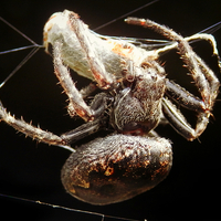 Buy canvas prints of Evocative Lancashire Countryside Spider Capture by Derrick Fox Lomax