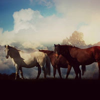 Buy canvas prints of  horses on a misty morning by Derrick Fox Lomax