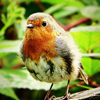 Buy canvas prints of  Robin Red breast by Derrick Fox Lomax