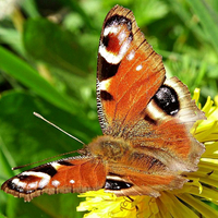 Buy canvas prints of  peacock butterfly by Derrick Fox Lomax