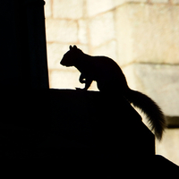Buy canvas prints of  silhouette squirell by Derrick Fox Lomax