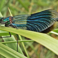 Buy canvas prints of  Banded Demoiselle by Derrick Fox Lomax