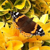 Buy canvas prints of  Red Admiral by Derrick Fox Lomax