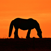 Buy canvas prints of  Horse on the hill by Derrick Fox Lomax