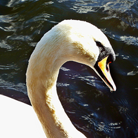 Buy canvas prints of  Mute swan on the lake by Derrick Fox Lomax