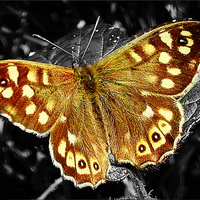 Buy canvas prints of  speckled wood butterfly by Derrick Fox Lomax