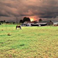 Buy canvas prints of  horses on the farm by Derrick Fox Lomax