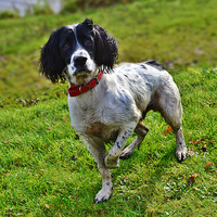 Buy canvas prints of pointing springer spaniel by Derrick Fox Lomax