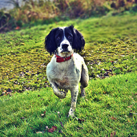Buy canvas prints of  springer spaniel pointing by Derrick Fox Lomax