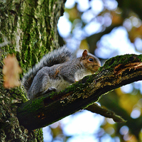Buy canvas prints of  Grey Squirrel up a tree by Derrick Fox Lomax