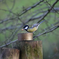 Buy canvas prints of  Great tit by Derrick Fox Lomax