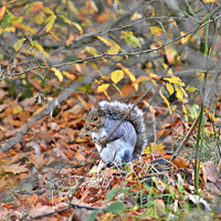 Buy canvas prints of  grey squirrel in trees by Derrick Fox Lomax