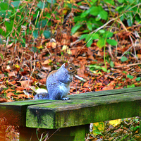 Buy canvas prints of  grey squirrel on a bench by Derrick Fox Lomax