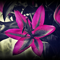 Buy canvas prints of variegated lilly flower by Derrick Fox Lomax