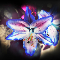 Buy canvas prints of  lilly flower by Derrick Fox Lomax
