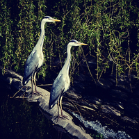 Buy canvas prints of   grey Herons on the river by Derrick Fox Lomax