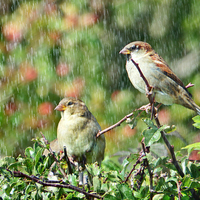 Buy canvas prints of  Sparrow birds in the rain by Derrick Fox Lomax
