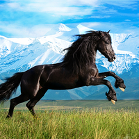 Buy canvas prints of  Black stallion by Derrick Fox Lomax