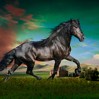 Buy canvas prints of  Black stallion by Derrick Fox Lomax