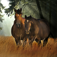 Buy canvas prints of  HORSES AND MIST by Derrick Fox Lomax