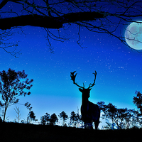 Buy canvas prints of  deer and moon by Derrick Fox Lomax