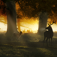 Buy canvas prints of  Forest deer and mist by Derrick Fox Lomax