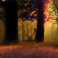 Buy canvas prints of  Deer in the forest by Derrick Fox Lomax