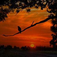 Buy canvas prints of crow at dusk by Derrick Fox Lomax