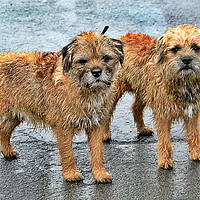 Buy canvas prints of Border terrier dogs by Derrick Fox Lomax