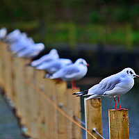Buy canvas prints of  gulls lining up by Derrick Fox Lomax