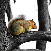 Buy canvas prints of Grey Squirrerl by Derrick Fox Lomax