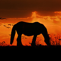 Buy canvas prints of Horse on a hill by Derrick Fox Lomax
