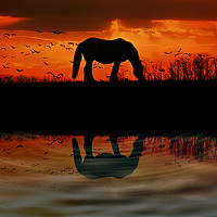Buy canvas prints of  Countryside Sunset horse by Derrick Fox Lomax