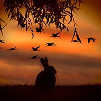 Buy canvas prints of Sunset rabbit by Derrick Fox Lomax