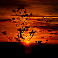 Buy canvas prints of Birds at sunset by Derrick Fox Lomax
