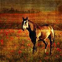 Buy canvas prints of  A lone horse by Derrick Fox Lomax