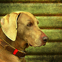 Buy canvas prints of  Weimaraner Dog by Derrick Fox Lomax