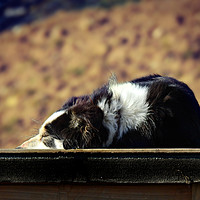 Buy canvas prints of Border Collie by Derrick Fox Lomax