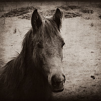 Buy canvas prints of Young foal by Derrick Fox Lomax