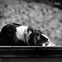 Buy canvas prints of Border Collie by Derrick Fox Lomax